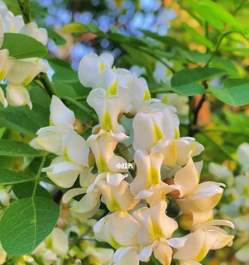 槐花的花语有哪些含义？
