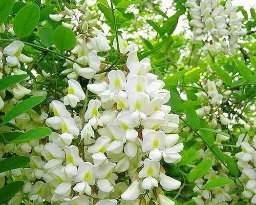 槐花的花语有哪些含义？