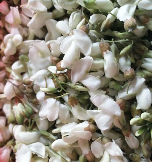 槐花的花语是什么？它代表了哪些情感和寓意？