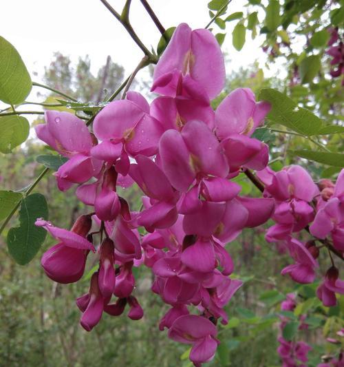 槐花的花语是什么？它代表了哪些情感和寓意？