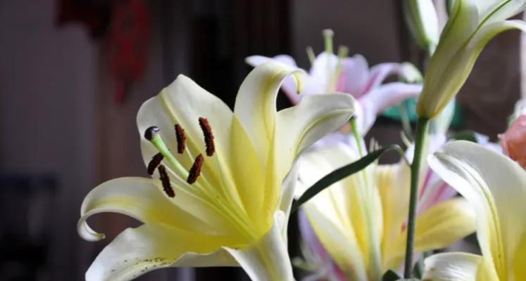 黄百合的花语代表什么含义？