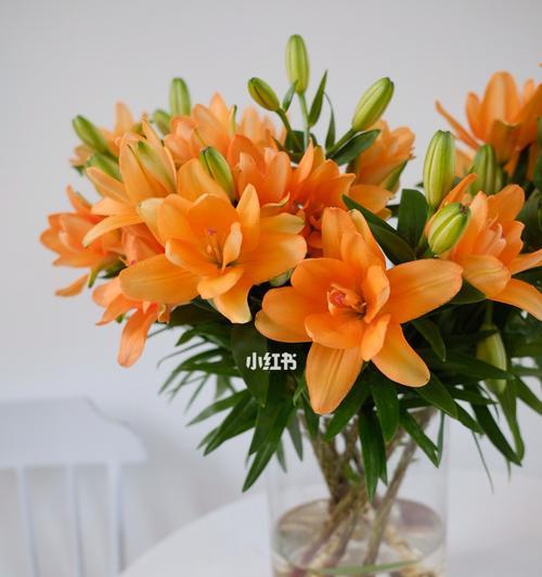 黄百合的花语代表什么含义？