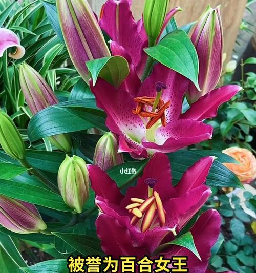 黄百合花代表什么？黄百合花的寓意有哪些常见问题？