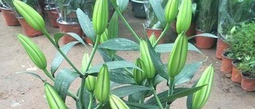 黄百合花代表什么？黄百合花的寓意有哪些常见问题？