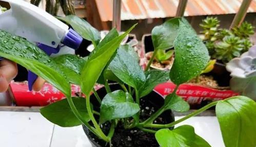 绿萝用什么土栽培最好？如何选择适合绿萝生长的土壤？