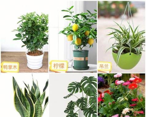 绿萝怎么种？栽种绿萝需要注意哪些事项？