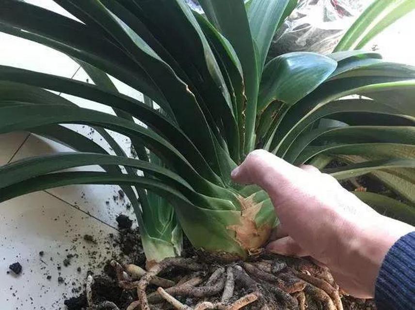 绿萝换土换盆的最佳时间和方法是什么？