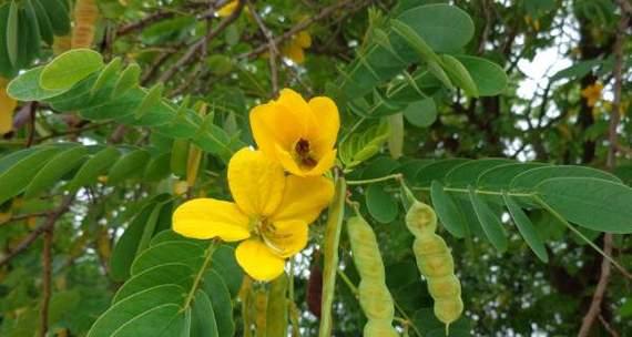 黄槐花的花语代表什么含义？