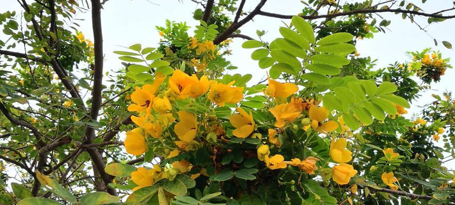 黄槐花的花语代表什么含义？