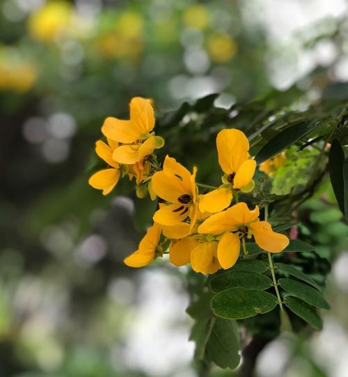 黄槐花的花语代表什么含义？