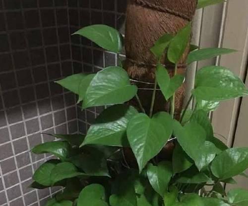 绿萝修剪技巧：如何打造美观的枝叶造型？