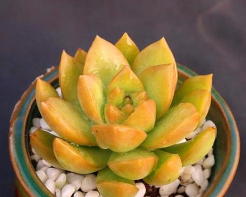 黄丽的花语有哪些含义和常见问题解答？
