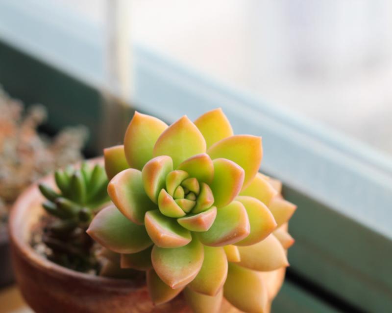 黄丽的花语有哪些含义和常见问题解答？