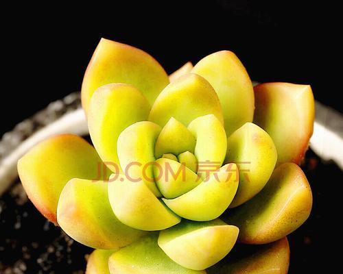 黄丽的花语有哪些含义和常见问题解答？