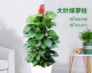 绿萝柱怎么养？养殖过程中需要注意什么？