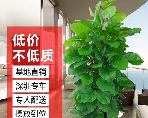 绿萝柱适合放办公室吗？如何正确摆放以净化空气？