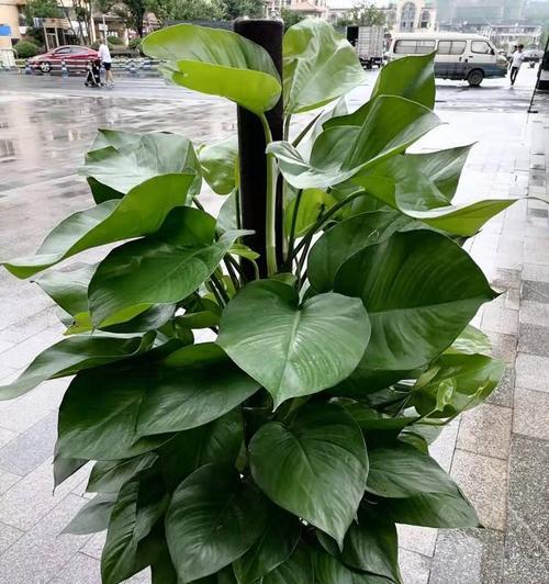 绿萝柱怎么养？养殖绿萝柱需要注意哪些问题？
