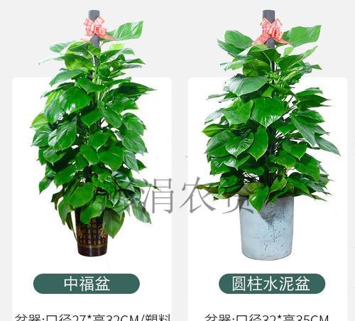 绿萝柱怎么养？养殖绿萝柱需要注意哪些问题？