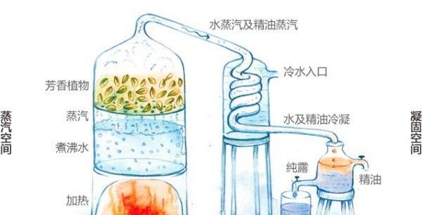 绿萝柱浇水方法是什么？多久浇一次水合适？