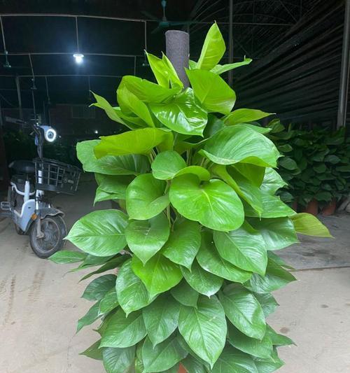 绿萝柱浇水方法是什么？多久浇一次水合适？