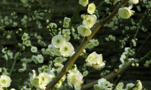 绿梅开花时间是什么时候？几月份开花最合适？