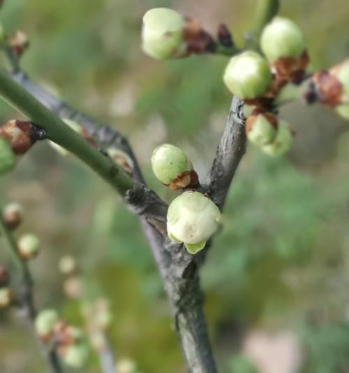 绿梅开花时间是什么时候？几月份开花最合适？