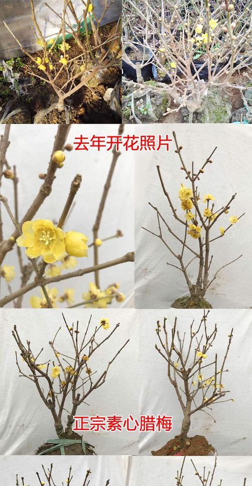 绿梅开花时间是什么时候？几月份开花最合适？