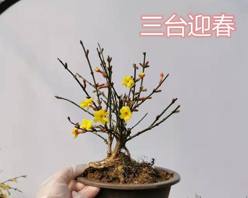 绿梅怎么养及养殖方法？有哪些注意事项？