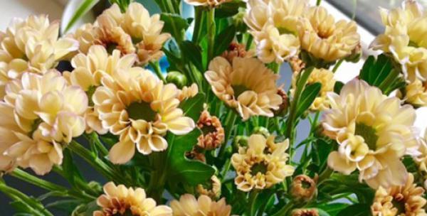 绿色雏菊代表什么？花语和寓意有哪些？