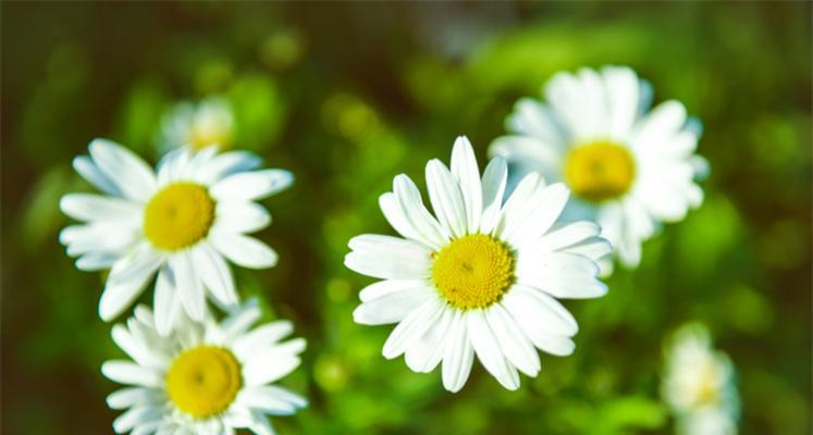 绿色雏菊代表什么？花语和寓意有哪些？