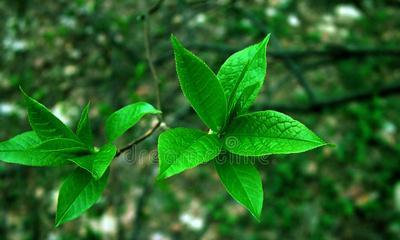 绿色的植物有哪些？室内室外各推荐几款？