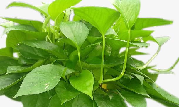 绿色的植物有哪些？室内室外各推荐几款？