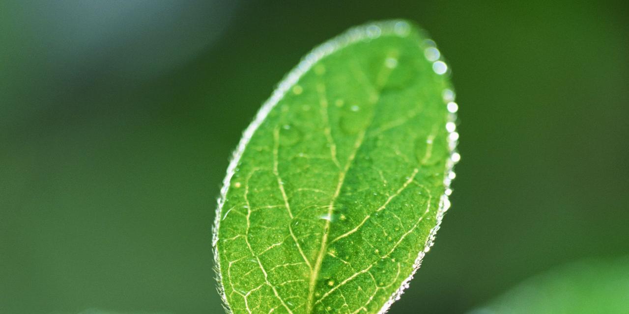 绿色的植物有哪些？室内室外各推荐几款？