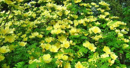 黄蔷薇花语是什么？它代表了哪些意义？