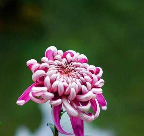 绿色菊花的花语是什么？了解绿色菊花的象征意义？