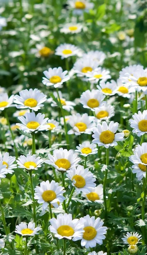 黄色雏菊代表什么？花语和寓意有哪些常见问题解答？
