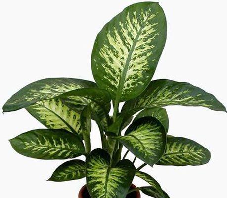 绿色开花植物有哪些种类？如何分类？