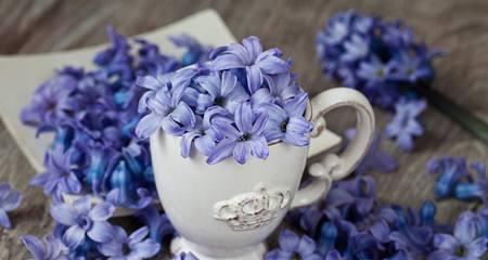 黄色风信子的花语代表什么含义？