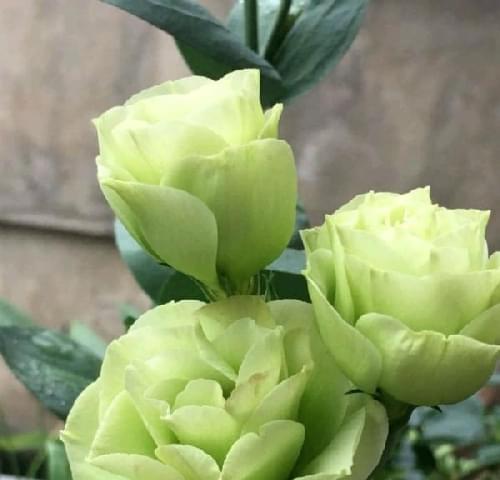 绿色玫瑰代表什么含义？花语解读与购买指南？