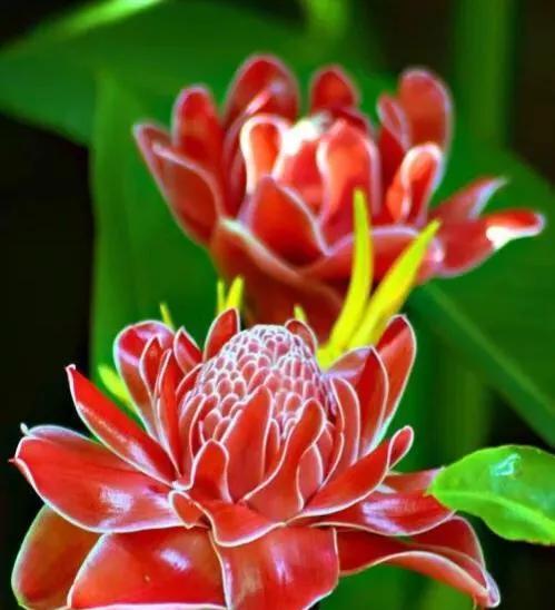 绿色玫瑰代表什么含义？花语解读与购买指南？