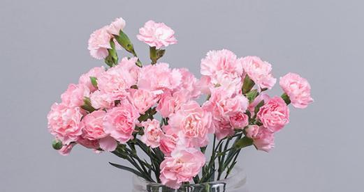 黄色康乃馨代表什么？花语含义有哪些常见误解？