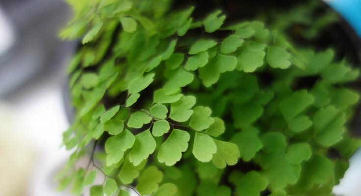 绿色植物有哪些？室内和室外分别适合哪些植物？
