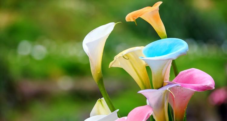 黄色马蹄莲代表什么含义？花语有哪些常见误解？