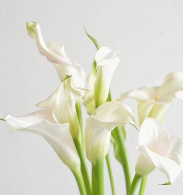 黄色马蹄莲代表什么含义？花语有哪些常见误解？
