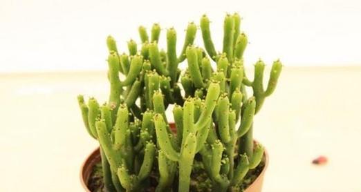 绿珊瑚会开花吗？它们的开花时间是什么时候？