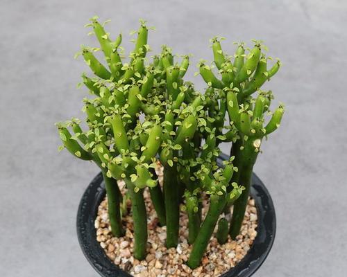 绿珊瑚会开花吗？它们的开花时间是什么时候？