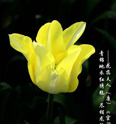 黄色郁金香代表什么？花语含义有哪些？