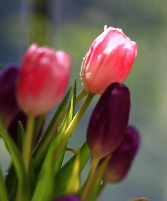 黄色郁金香代表什么？花语含义有哪些？