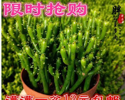 绿珊瑚养殖方法有哪些？如何确保养殖成功？