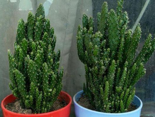 绿珊瑚养殖方法有哪些？如何确保养殖成功？
